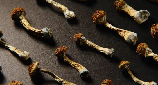 Dried psilocybin mushrooms arranged on a dark surface, showcasing their distinct shapes and textures.