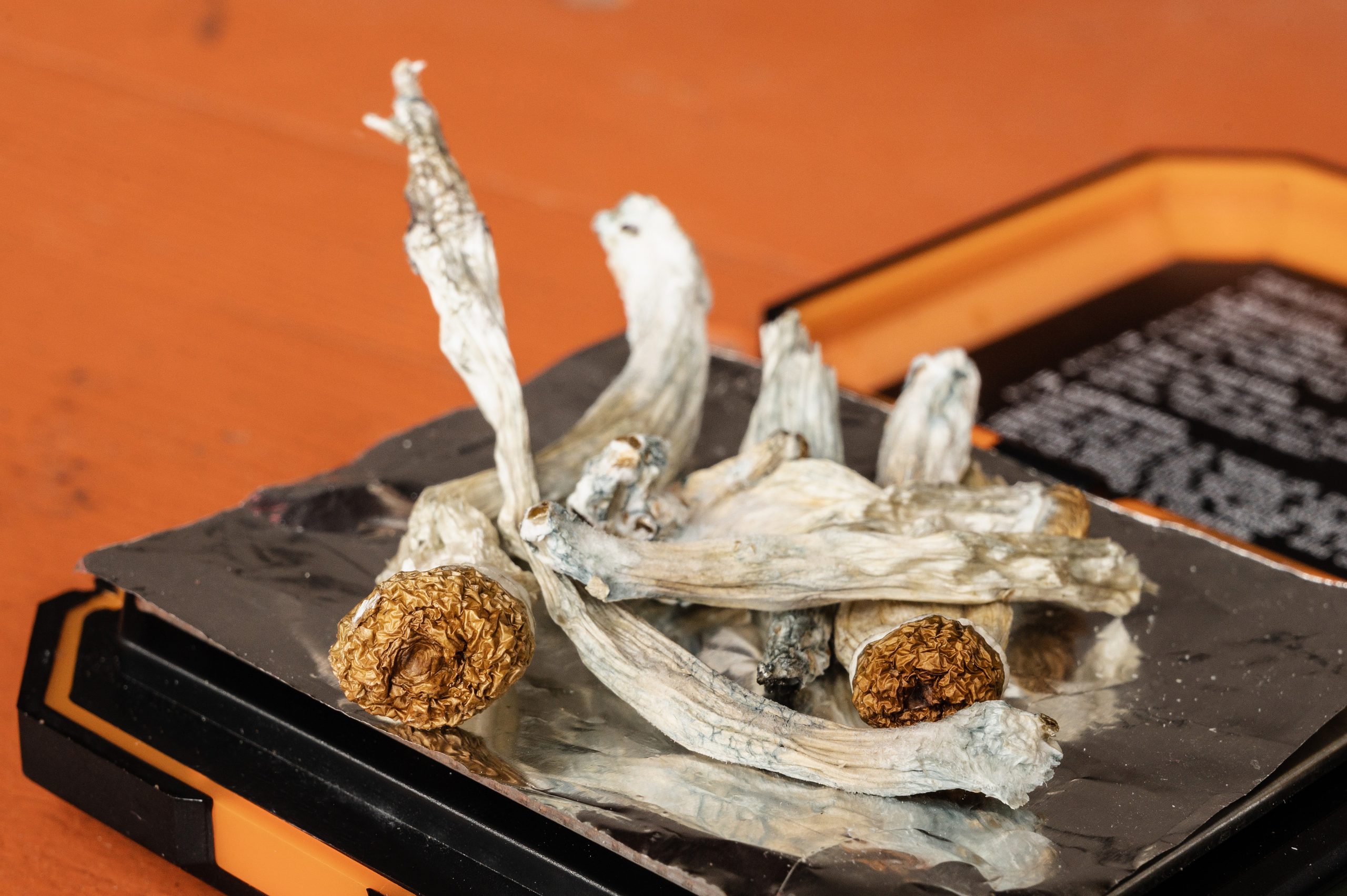 Dried psilocybin mushrooms on a metallic surface, with an orange container in the background.