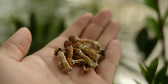 Dried psilocybin mushrooms resting in an open palm, with blurred greenery in the background.