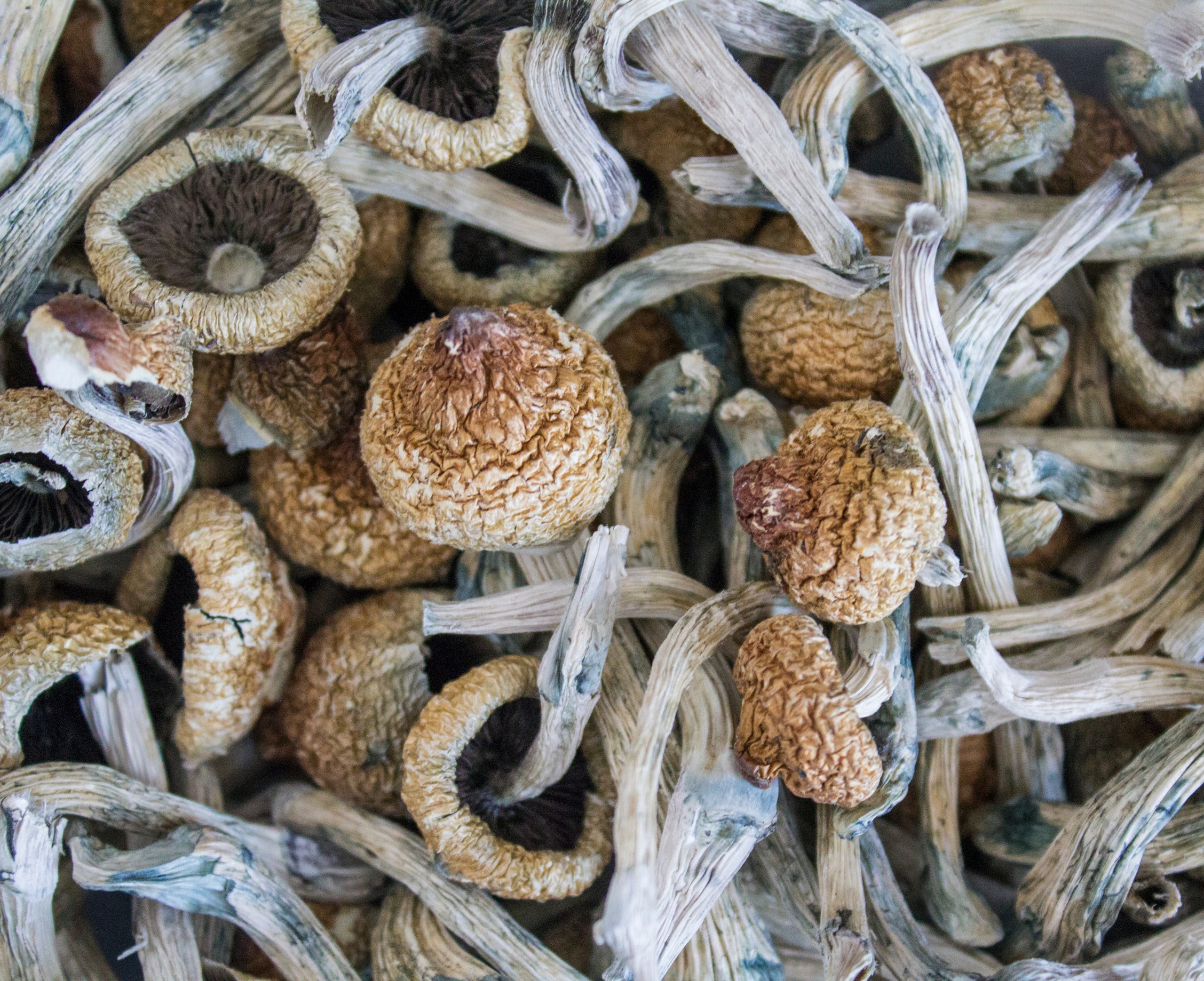 Dried psilocybin mushrooms with wrinkled caps and slender stems, scattered in a natural arrangement.