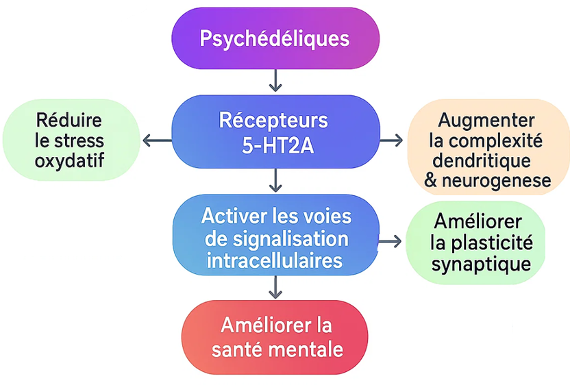 Flowchart illustrating the effects of psychedelics on mental health, highlighting 5-HT2A receptors and their pathways.