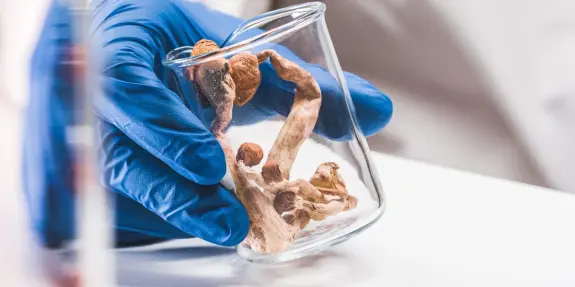 A gloved hand holds a glass beaker containing dried mushrooms on a lab table.