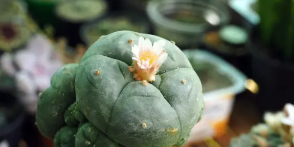 Green cactus with a blooming pink flower on top, surrounded by various potted plants in a garden setting.