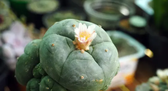 Green cactus with a blooming pink flower on top, surrounded by various potted plants in a garden setting.