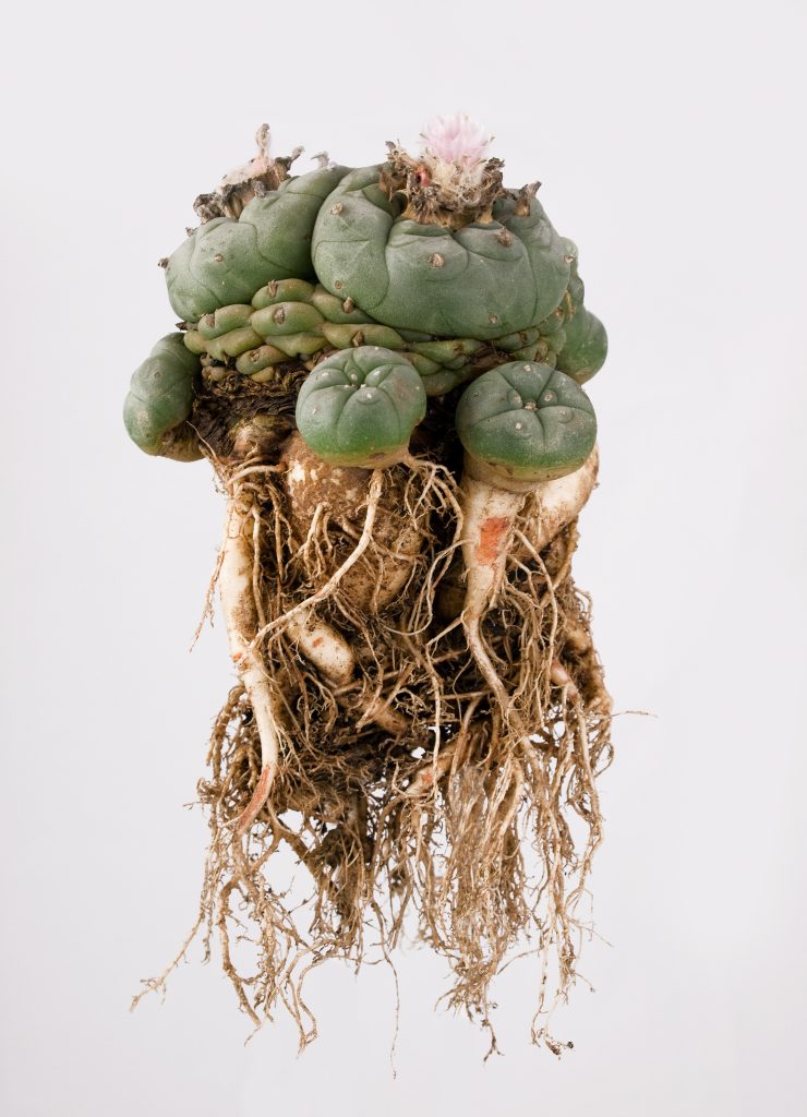 A green cactus with a bulbous top and pink flower, showcasing intricate roots against a white background.