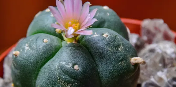Green cactus with a pink flower blooming on top, surrounded by small pebbles in a red pot.