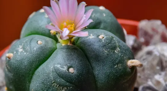 Green cactus with a pink flower blooming on top, surrounded by small pebbles in a red pot.