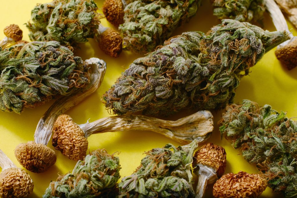 Green cannabis buds and dried mushrooms scattered on a bright yellow surface.
