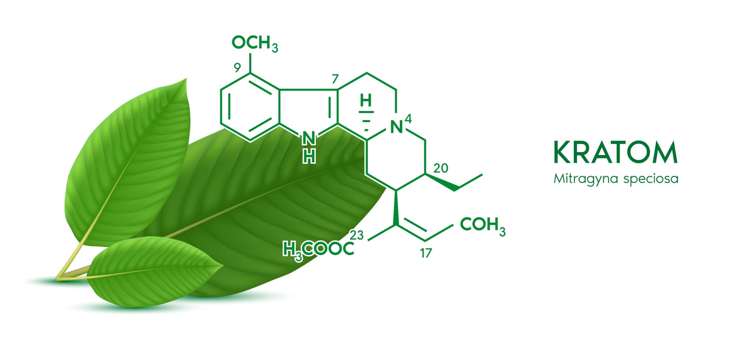 Green leaves with a chemical structure of Kratom (Mitragyna speciosa) displayed alongside the name "KRATOM.