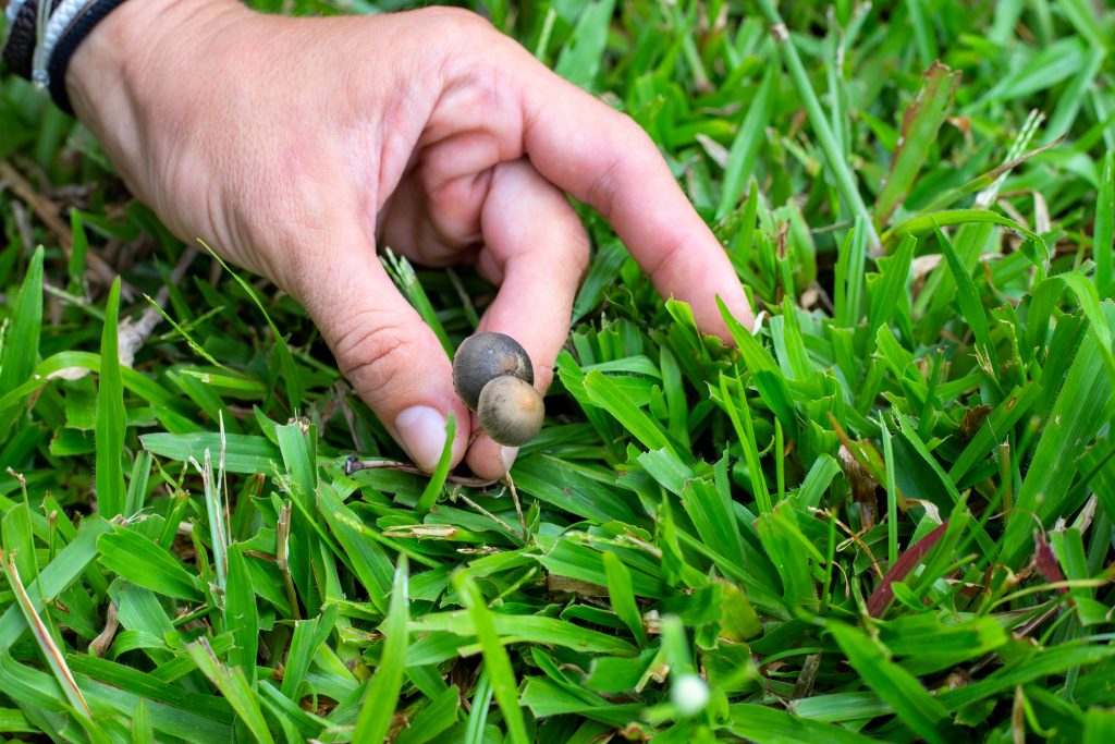 A hand gently holds two small mushrooms emerging from lush green grass.