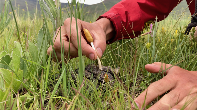 A hand gently picks a mushroom from the ground, surrounded by tall grass and wildflowers.