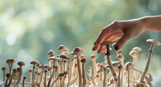 A hand gently touches a cluster of mushrooms, with a soft, blurred green background.