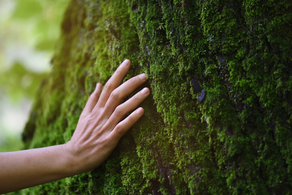 A hand gently touches a moss-covered tree trunk, highlighting the texture and vibrant green moss.