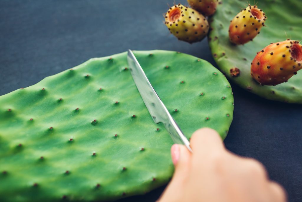 A hand holding a knife slices through a large green cactus pad, with smaller prickly pears nearby.