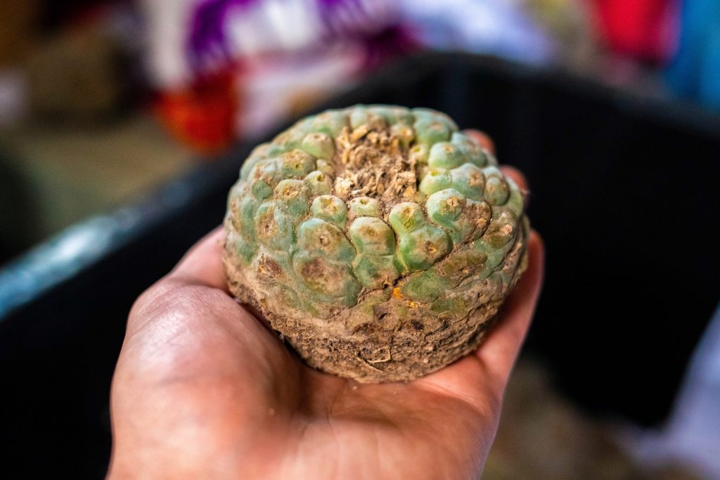 A hand holds a round, textured green fruit with a rough, earthy surface, resembling a small cactus or tropical fruit.
