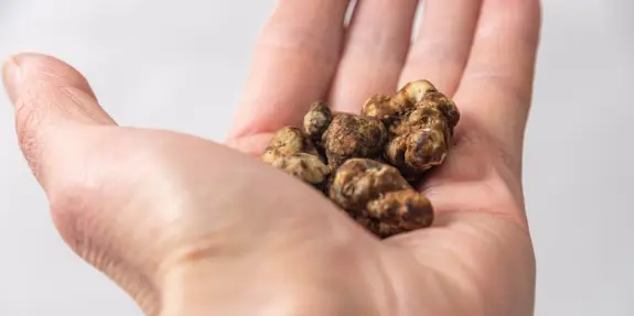 A hand holds several small, irregularly shaped brown truffles against a light background.