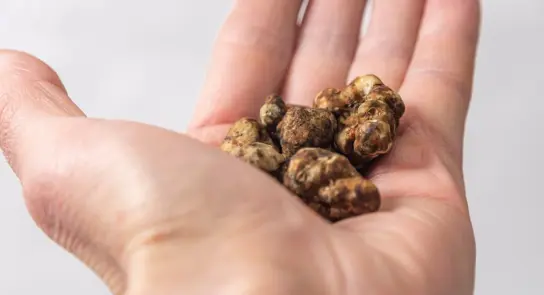 A hand holds several small, irregularly shaped brown truffles against a light background.