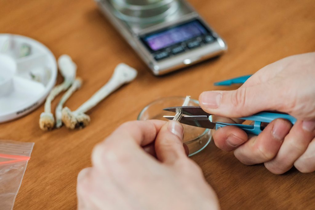 A hand using blue pliers to trim a small white object, with a digital scale and petri dish nearby on a wooden surface.