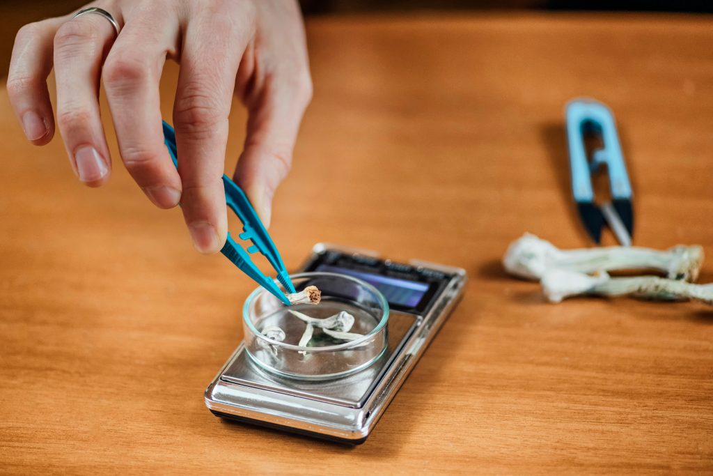 A hand using tweezers to place a small mushroom on a digital scale, with scissors nearby on a wooden surface.