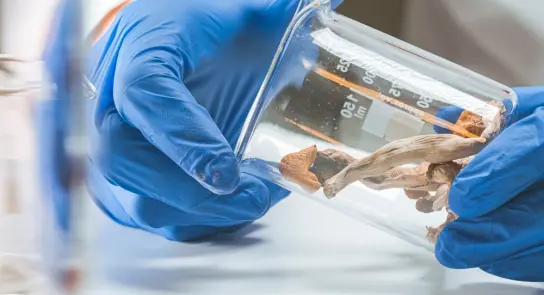 Hands in blue gloves holding a glass beaker containing dried mushrooms on a lab table.