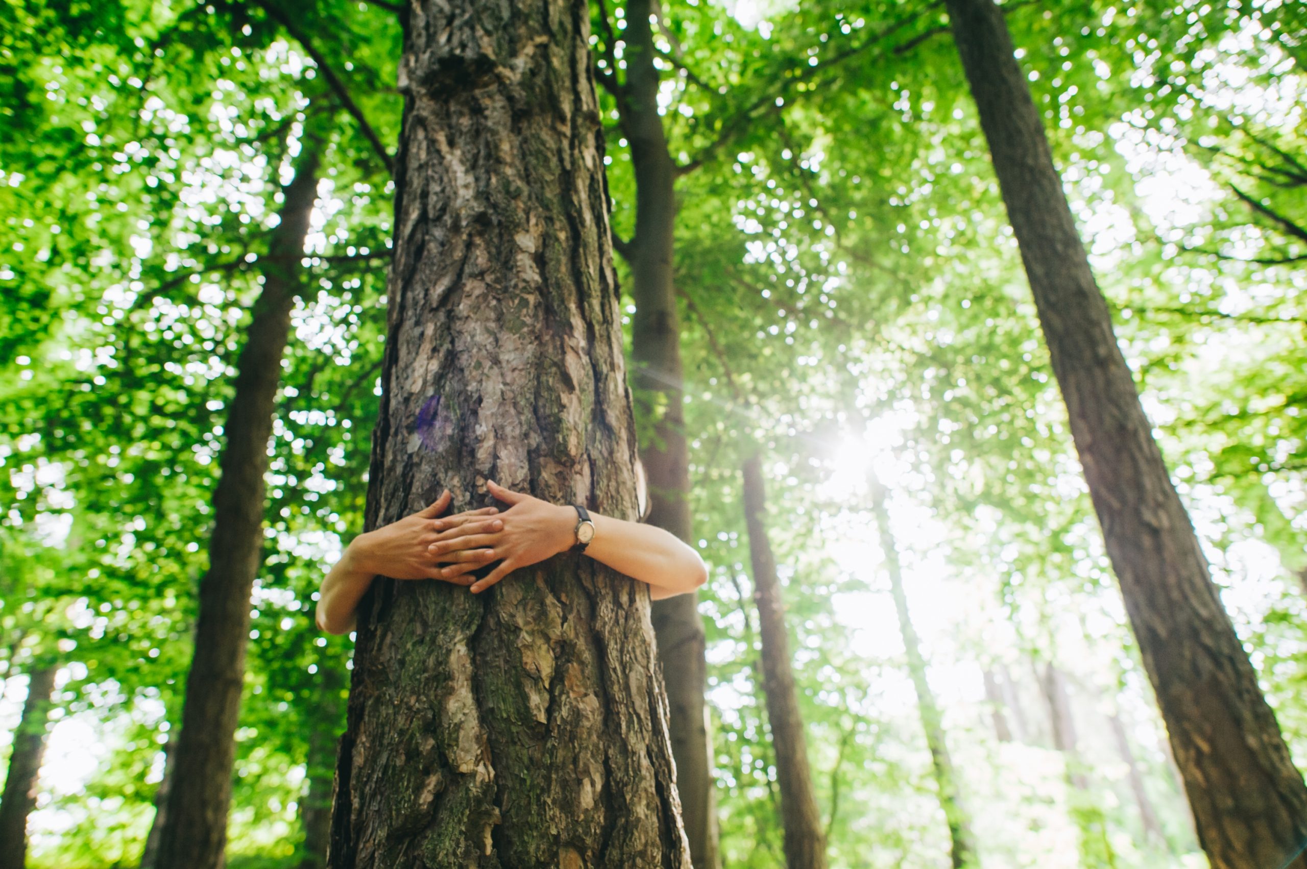 Hands embracing a tree trunk in a lush green forest, sunlight filtering through the leaves.