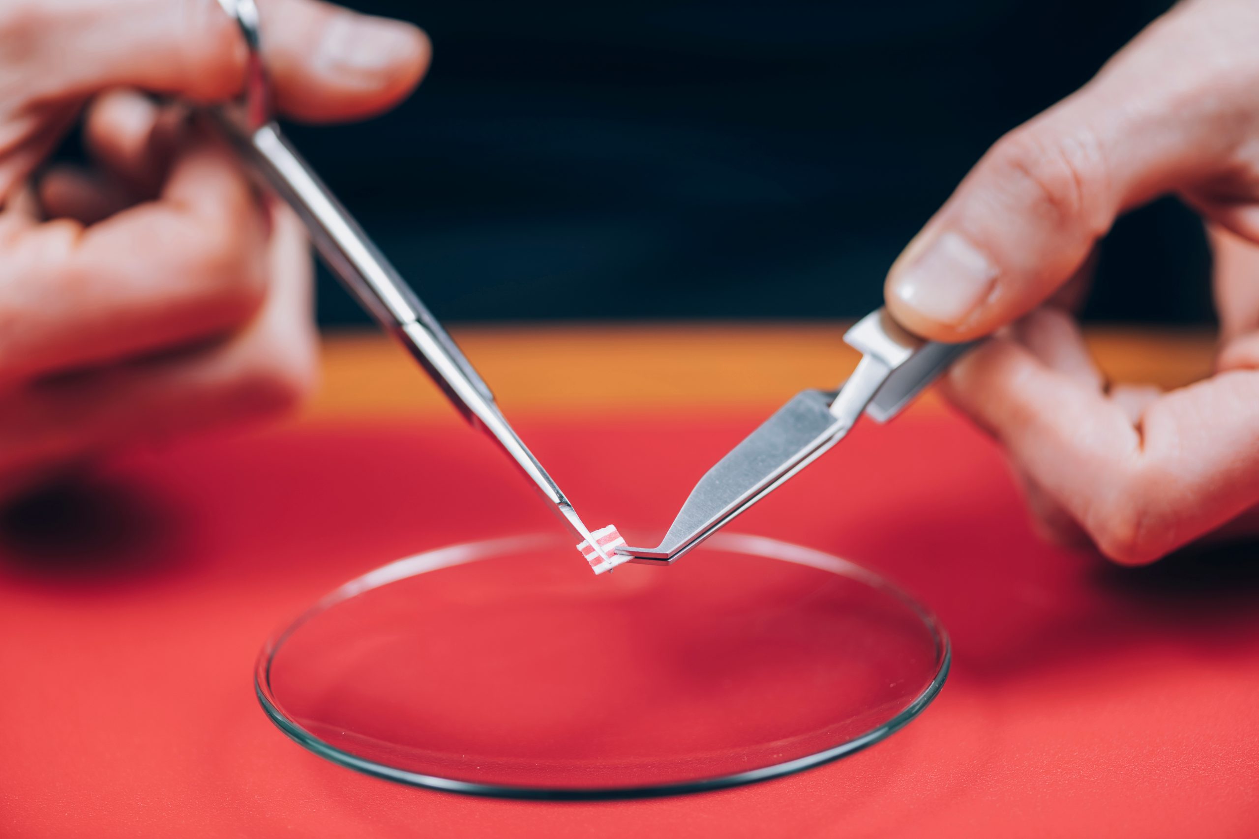 Hands using tweezers and a scalpel to manipulate a small object on a glass petri dish against a red background.