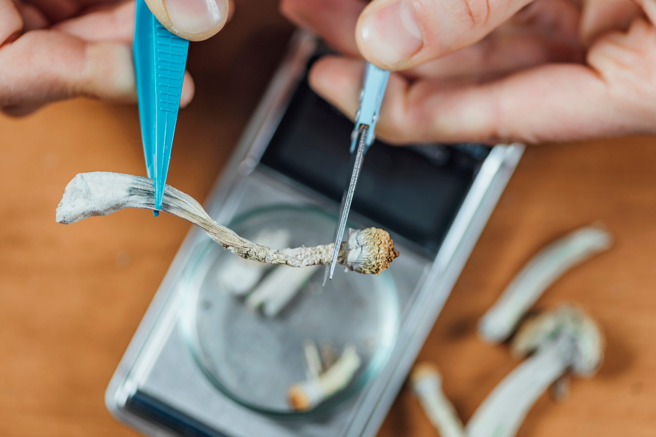 Hands using tweezers and scissors to cut a dried mushroom on a digital scale, with additional mushrooms nearby.