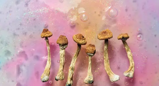 Six dried mushrooms with golden caps arranged on a colorful, glittery background with bubbles.