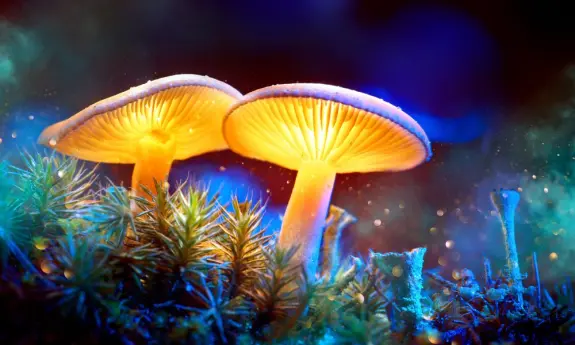 Glowing mushrooms emerge from vibrant moss, illuminated by soft, colorful light against a dreamy background.