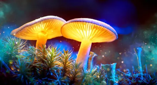 Glowing mushrooms emerge from vibrant moss, illuminated by soft, colorful light against a dreamy background.