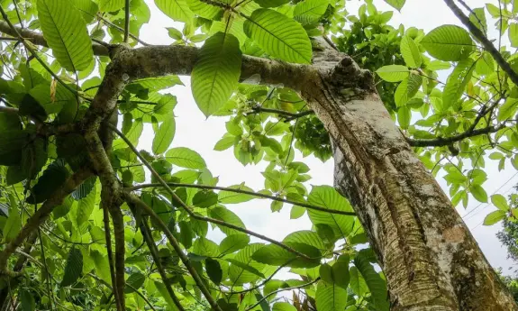 Looking up at a tree trunk and lush green leaves against a cloudy sky.