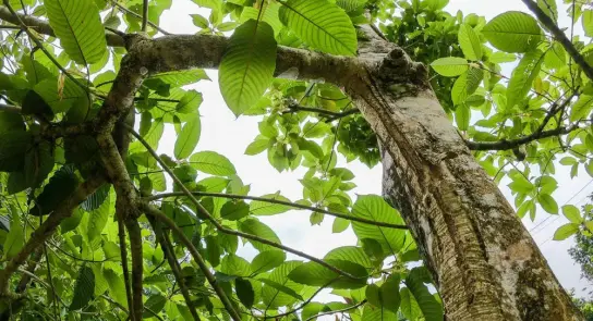 Looking up at a tree trunk and lush green leaves against a cloudy sky.