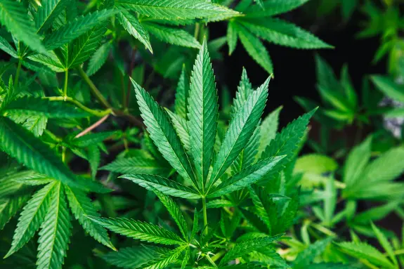 Close-up of vibrant green cannabis leaves with serrated edges, surrounded by lush foliage.