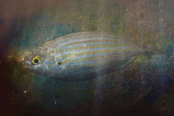 A silver fish with yellow stripes swims against a colorful, cosmic background.