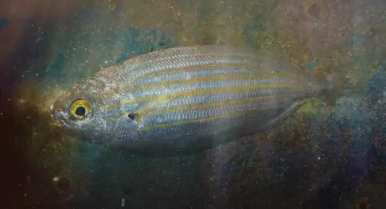 A silver fish with yellow stripes swims against a colorful, cosmic background.