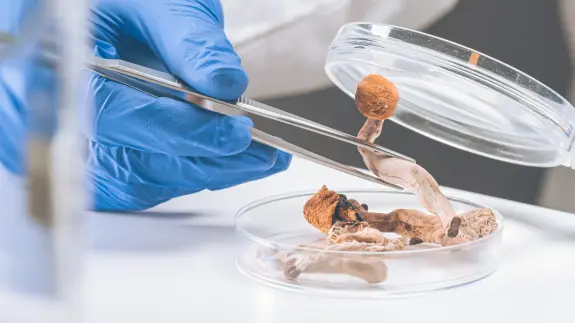 A gloved hand uses tweezers to examine mushrooms in a petri dish.