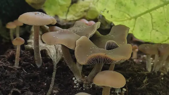 Cluster of small mushrooms with brown caps and delicate gills, surrounded by green leaves and dark soil.