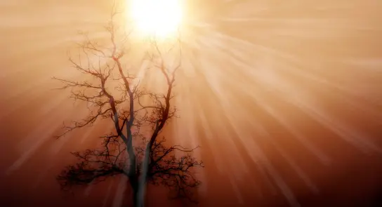 Silhouetted tree against a glowing sun, rays of light radiating through a hazy, warm-toned sky.