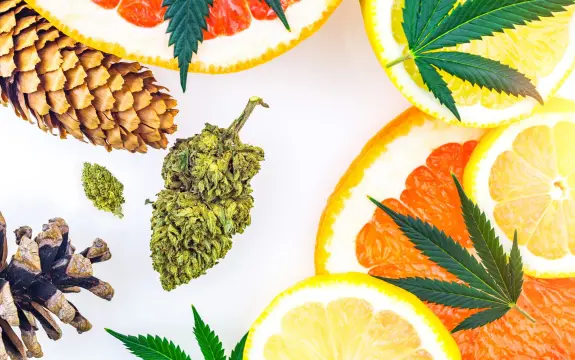 Colorful citrus slices, pine cones, and cannabis buds arranged artistically on a white background.
