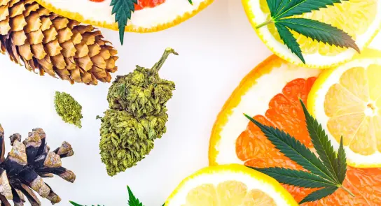 Colorful citrus slices, pine cones, and cannabis buds arranged artistically on a white background.