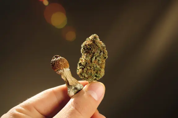 A hand holds a dried mushroom and a cannabis bud against a softly lit background.