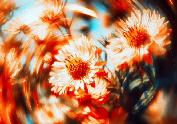 Swirling, vibrant orange and white flowers with soft petals against a blurred, colorful background.