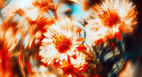 Swirling, vibrant orange and white flowers with soft petals against a blurred, colorful background.