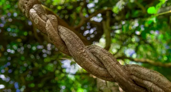 Twisted vine with a textured surface, surrounded by lush green foliage and dappled sunlight.