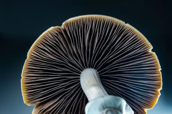 Close-up of a mushroom cap showcasing intricate gills and a smooth stem against a dark background.