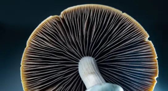 Close-up of a mushroom cap showcasing intricate gills and a smooth stem against a dark background.