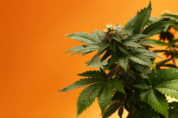 Green cannabis plant with vibrant leaves and budding flowers against a warm orange background.