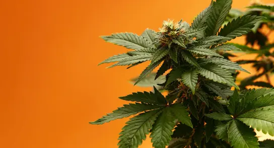 Green cannabis plant with vibrant leaves and budding flowers against a warm orange background.