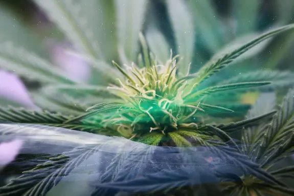 Close-up of a cannabis plant, showcasing vibrant green leaves and intricate flower details against a soft, ethereal backgr...
