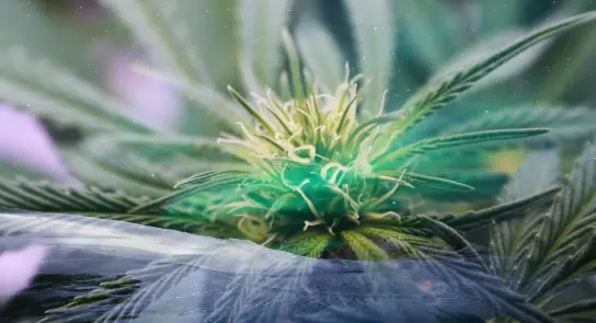 Close-up of a cannabis plant, showcasing vibrant green leaves and intricate flower details against a soft, ethereal backgr...